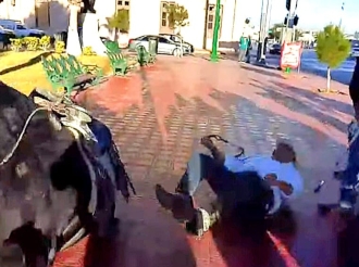 Asombroso Mundo Animal